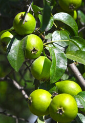 Green pear on the branch