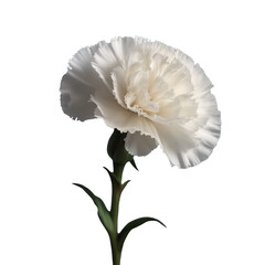 TRANSPARENT PNG ULTRA HD 8K a clear close-up picture showcasing a solitary classic white carnation on a serene, neutral backdrop, with no blurring or distortion.