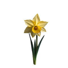 Fototapeta premium TRANSPARENT PNG ULTRA HD 8K An image featuring a sharp solitary vibrant yellow daffodil against a minimalist, transparent background, ensuring the flower is in sharp focus