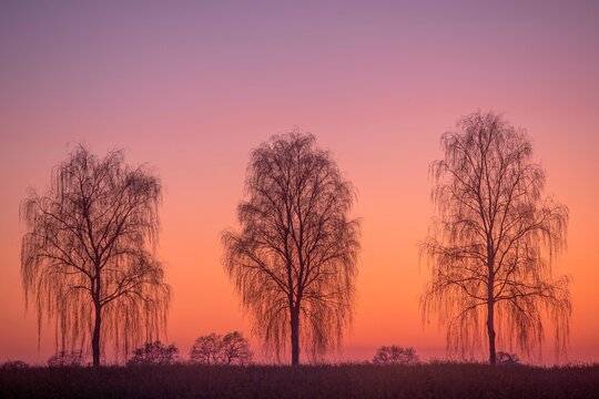 Hanging birch trees in the evening light (Pedula pendula) Village in Muensterland, North Rhine-Westphalia