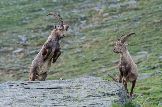Capra ibex, gran paradiso national park, italy