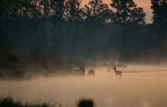 Red deer (Cervus elaphus), morning mist, water, Lower Austria