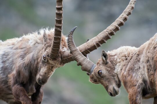 Capra ibex, gran paradiso national park, italy