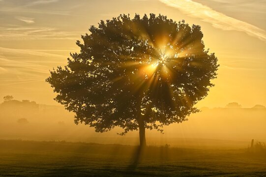 English oak (Quercus robur) in a meadow with sunbeams in autumn, Lower Rhine, North Rhine-Westphalia, Germany, Europe