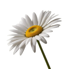 TRANSPARENT PNG ULTRA HD 8K A sharp close-up image highlighting a solitary charming daisy against a subtle, transparent background, ensuring the petals are crisp and clear
