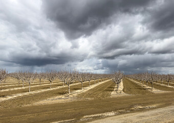 Dark storm clouds over rows of perfectly groomed rows of orchard trees with ominous dark storm clouds overhead.