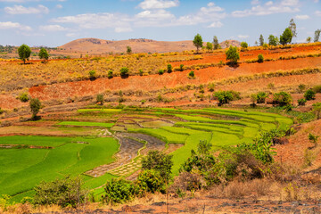 Typical Madagascar landscape rice terrace fields