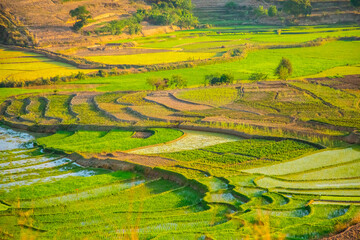 Rice terrasses fields on Madagascar