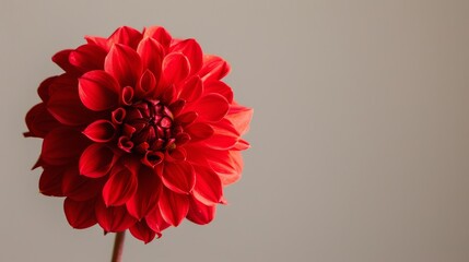 Vibrant red dahlia flower on warm background