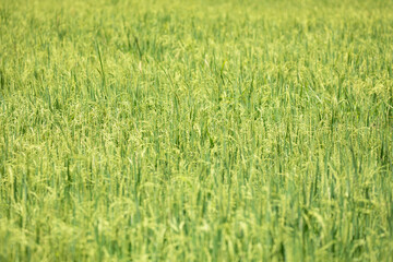 Beautiful golden rice field