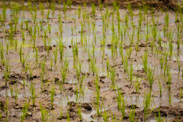 paddy rice in field