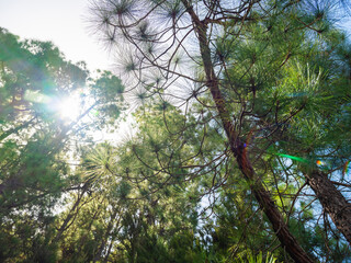 pine, green forest, lit by the golden sun, island of Tenerife against blue sky