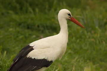 stork