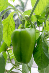 Sweet and fresh green bell pepper hanging on tree in garden