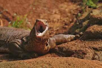 a salvator lizard was crawling while yawning on dry land