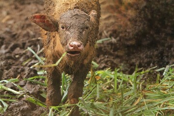 A muddy little albino buffalo stands looking at the camera with a curious face