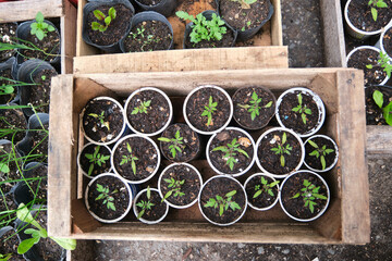Seedlings from an agroecological vegetable garden. Concepts of growing, healthy ecological...