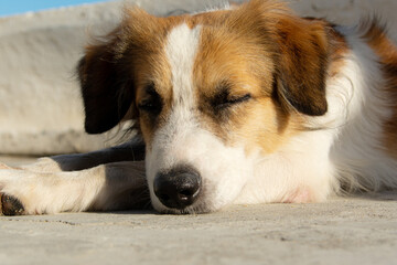 Close-up portrait of sad brown and white dog lying on the street.