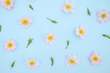 Pink flowers on a blue background.