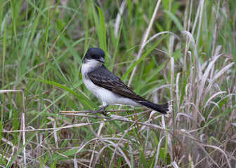 kingbird on grass stem