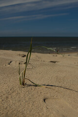 Nordseestrand

