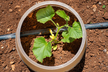 Agricultura sostenible