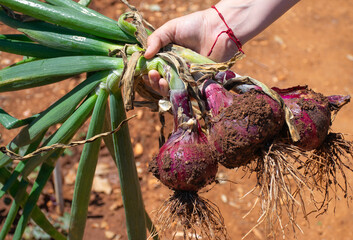 Agricultura sostenible