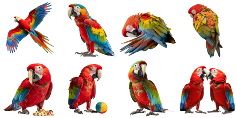 Parrot bird transparent isolated collection in 3d png for all purpose.