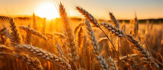 Wheat Field with Sun Setting in the Background. AI Generated Image