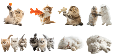 Persian cat transparent isolated collection in 3d png for all purpose.