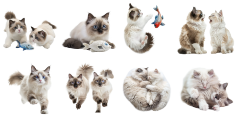 Ragdoll cat png set mockup in 3d transparent no background for decoration.