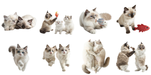 Ragdoll cat transparent isolated set in 3d png using for presentation.