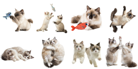 Ragdoll cat png collection set no background for sample decoration.