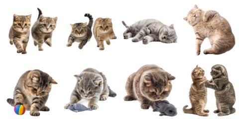 Scottish fold cat transparent isolated collection in 3d png for all purpose.