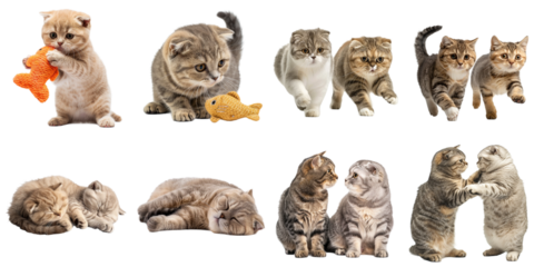 Scottish fold cat png set mockup in 3d transparent no background for decoration.