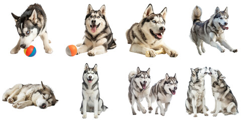 Siberian husky dog transparent isolated collection in 3d png for all purpose.