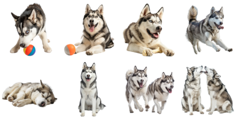 Siberian husky dog transparent isolated collection in 3d png for all purpose.