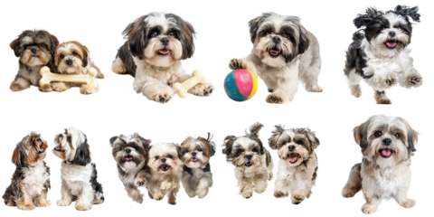 Shitzu dog transparent isolated collection in 3d png for all purpose.