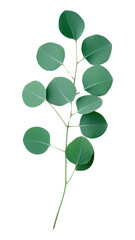 Obraz premium PNG Freshness clover branch nature.