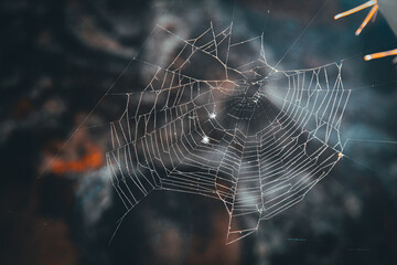 spider on web