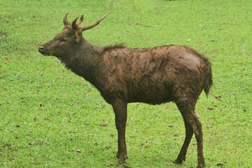 A sambar deer stands alone in a grass field at a zoo