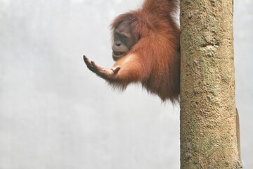 A bornean orangutan hangs from a pole while holding out his arms