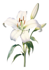 PNG  A white lily flower blossom plant.