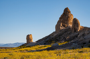 Wildflowers bloom at the Trona Pinnacles in the Panamint Valley, 