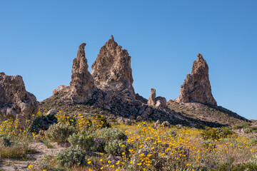 Wildflowers bloom at the Trona Pinnacles in the Panamint Valley, 