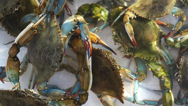 Green live crabs lie in the water and move their claws. High quality 4k footage