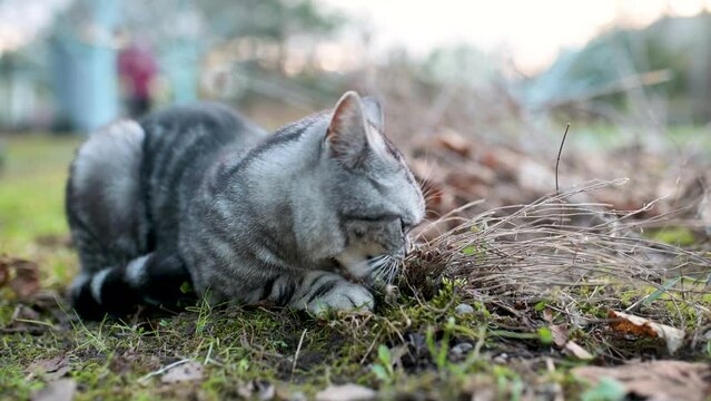 British shorthair silver tabby cat biting catnip outdoors in the backyard. Close-up footage of a young domestic cat being affected by catnip aka catswort, catwort, catmint plant smell.