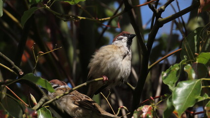 A pair of sparrows watching over their nest in a camphor bush