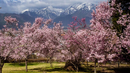 満開の桜と残雪の北アルプス