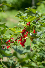 Branch of ripe red currant on currant bush in a garden.